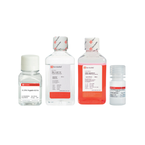 Культивирование и окрашивание клеток